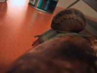 snail